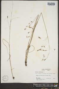 Bromus secalinus image