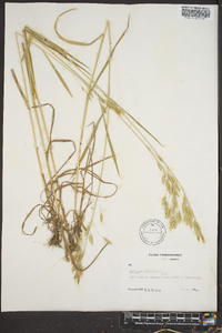 Bromus secalinus image