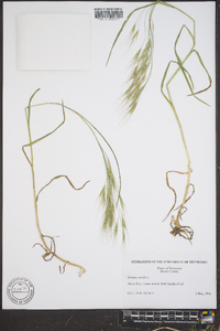 Bromus secalinus image