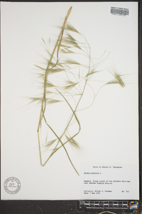 Bromus sterilis image