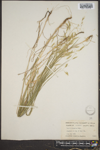 Bromus anomalus image