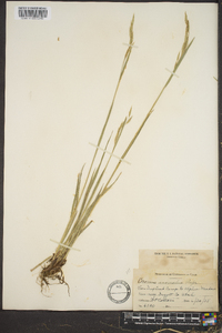 Bromus anomalus image