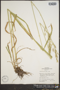 Bromus carinatus image