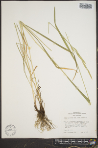 Bromus carinatus image