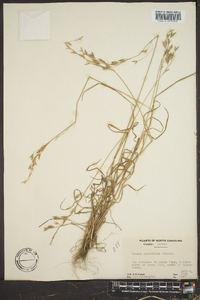 Bromus commutatus image