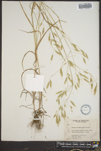 Bromus commutatus image