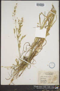 Bromus commutatus image