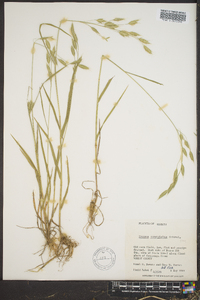 Bromus commutatus image