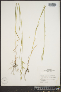 Bromus commutatus image