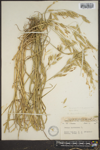 Bromus hordeaceus image