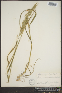 Bromus hordeaceus image