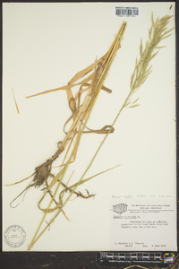 Bromus hordeaceus image