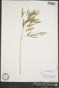 Bromus hordeaceus image