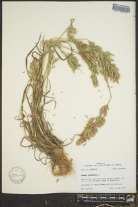 Bromus hordeaceus image