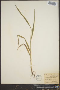 Bromus kalmii image