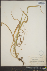 Bromus kalmii image