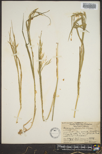 Bromus laevipes image