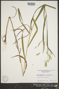 Bromus pubescens image