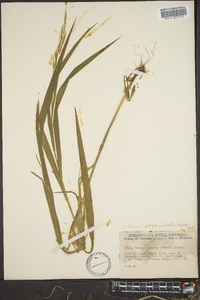 Bromus latiglumis image