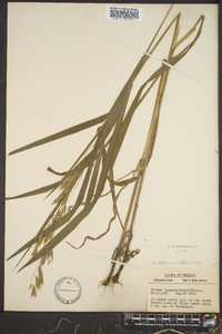 Bromus latiglumis image