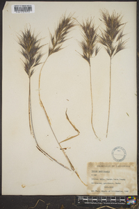 Bromus madritensis image