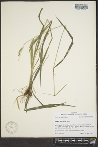 Bromus pubescens image