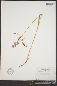 Bromus pumpellianus image