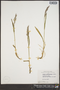 Bromus pumpellianus image