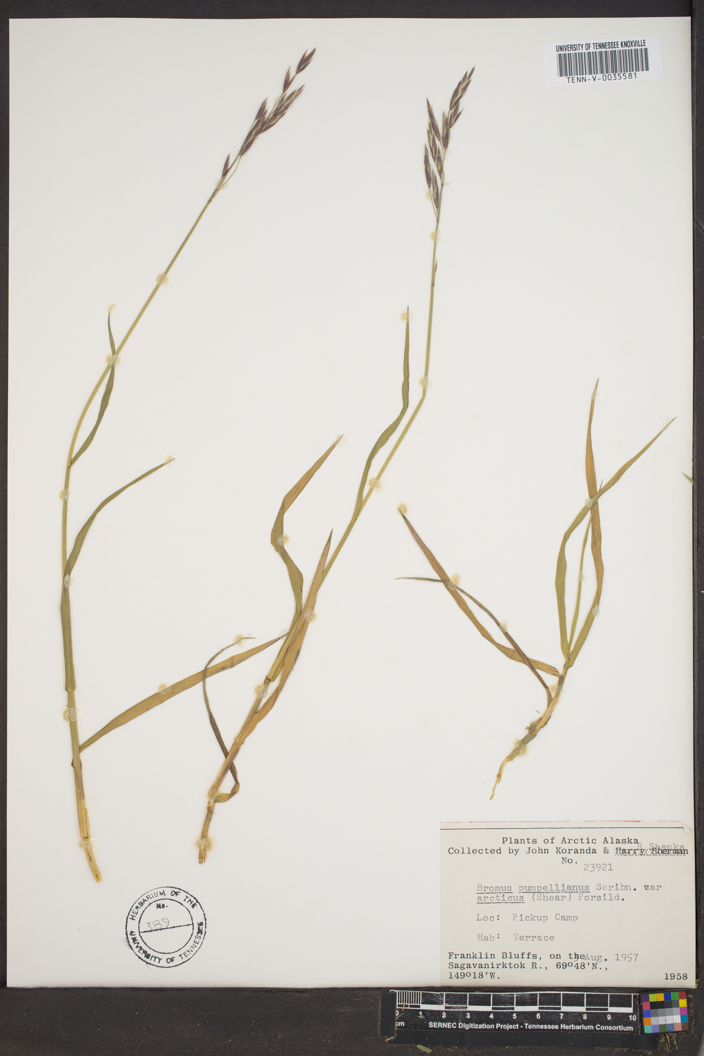 Bromus pumpellianus var. arcticus image