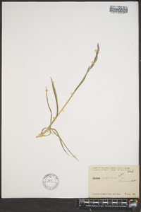 Bromus pumpellianus var. arcticus image