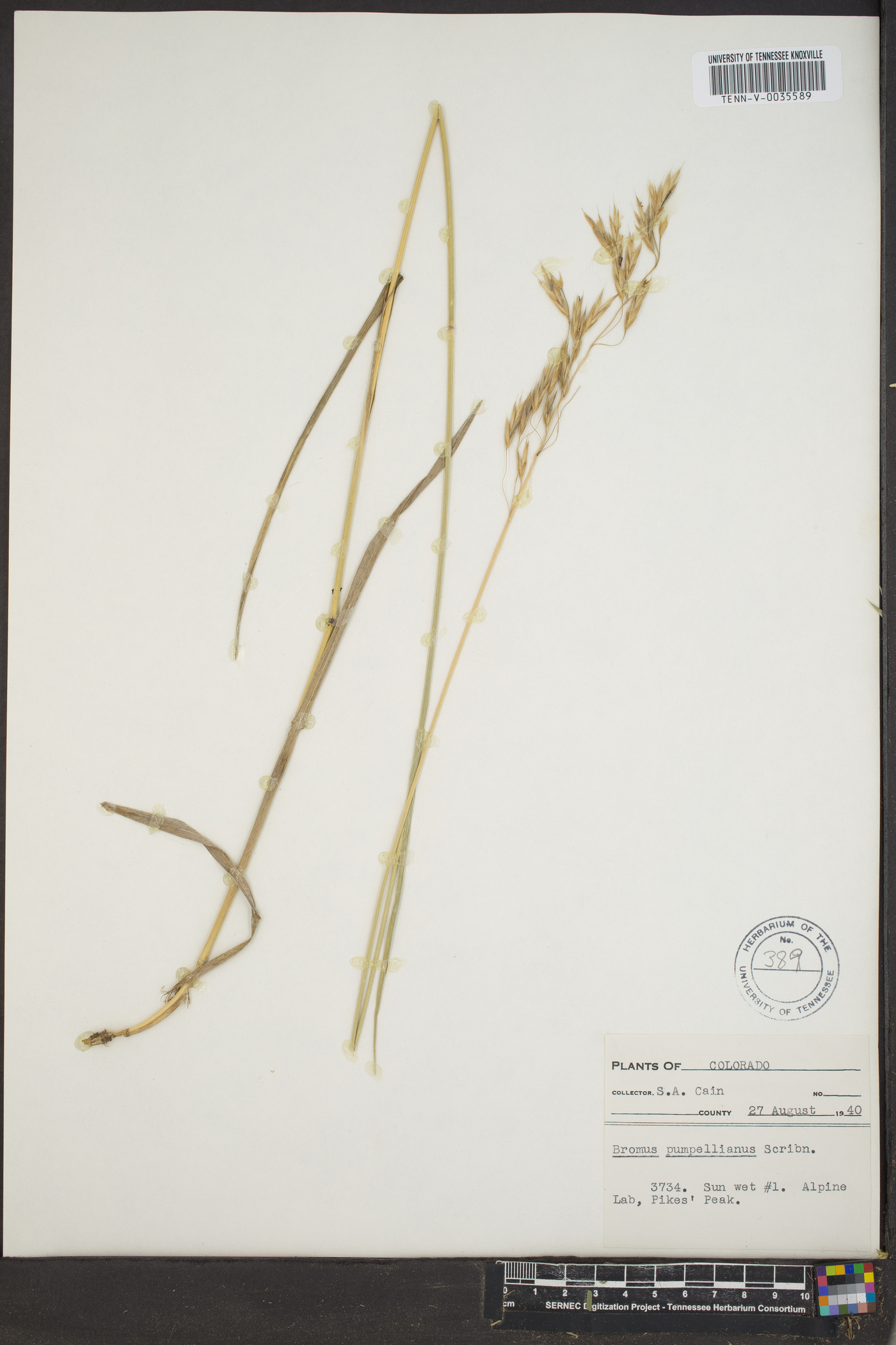 Bromus pumpellianus var. arcticus image