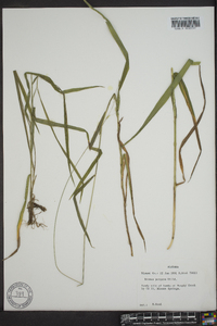 Bromus purgans image