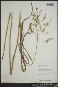 Bromus purgans image