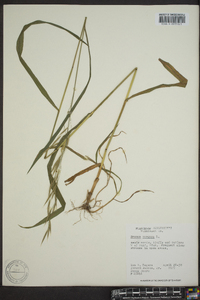 Bromus purgans image