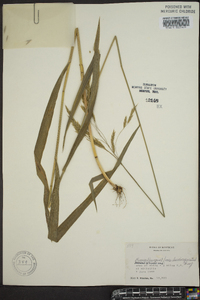 Bromus purgans image