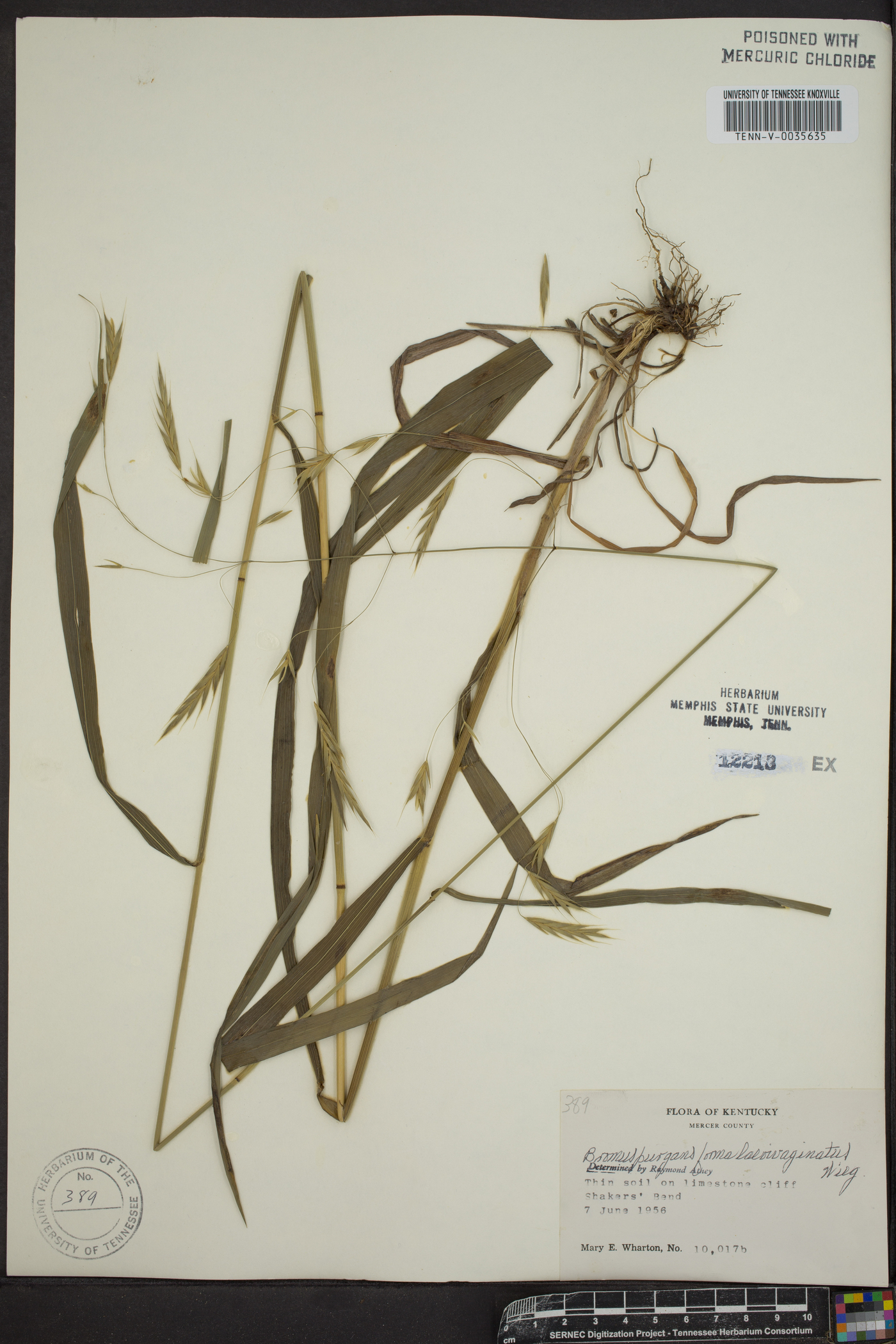 Bromus purgans image