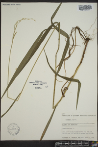 Bromus purgans image