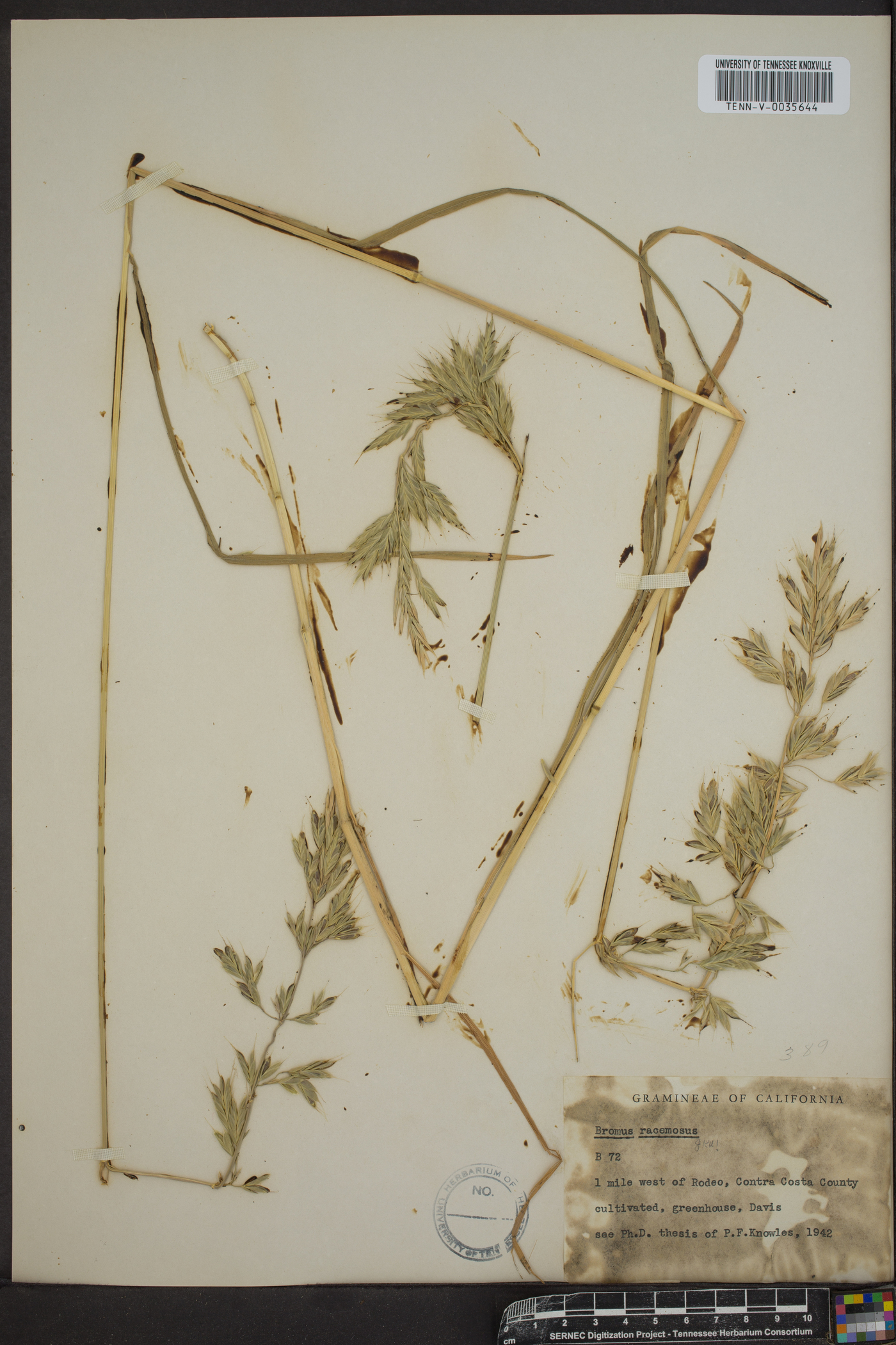 Bromus racemosus image