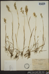 Bromus racemosus image