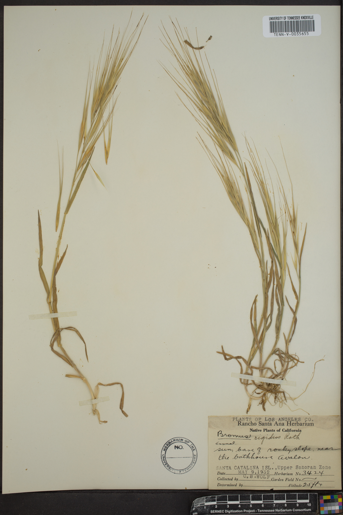 Bromus diandrus subsp. rigidus image