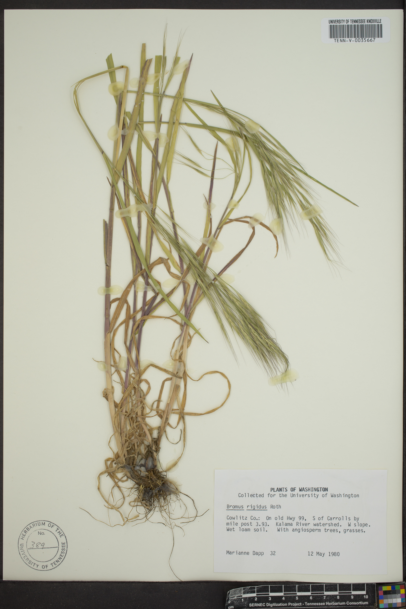 Bromus diandrus subsp. rigidus image