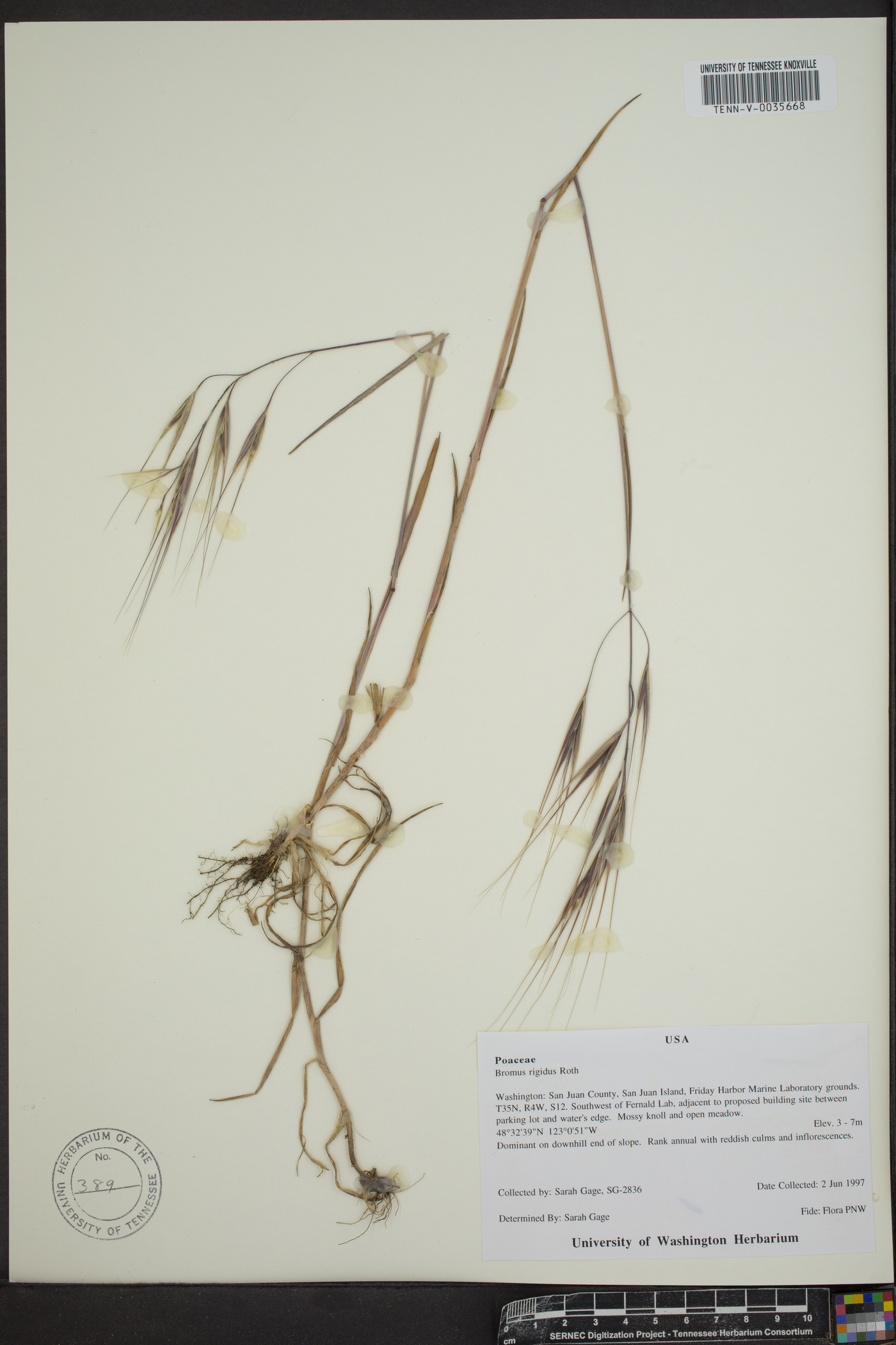 Bromus diandrus subsp. rigidus image