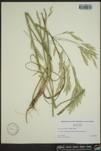 Bromus catharticus image