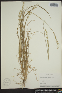 Bromus catharticus image