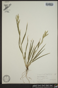 Bromus catharticus image