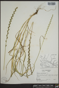 Lolium perenne subsp. multiflorum image