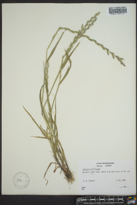 Lolium perenne subsp. multiflorum image