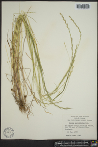 Lolium perenne subsp. multiflorum image