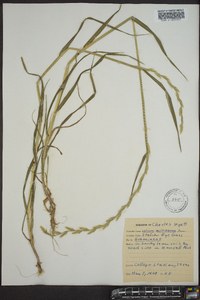 Lolium perenne subsp. multiflorum image