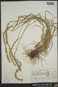 Lolium perenne subsp. multiflorum image